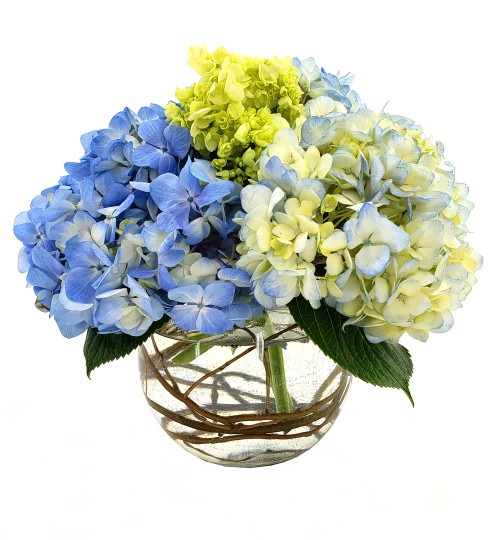 Happy Hydrangeas