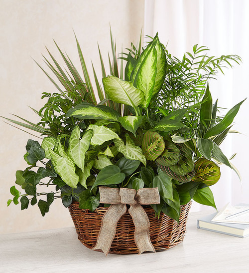 Classic Sympathy Dish Garden