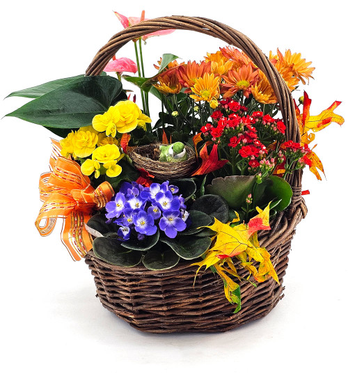 Harvest Charm Planted Basket