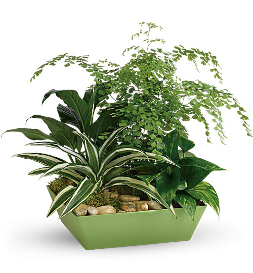 Forever Green Plant Garden