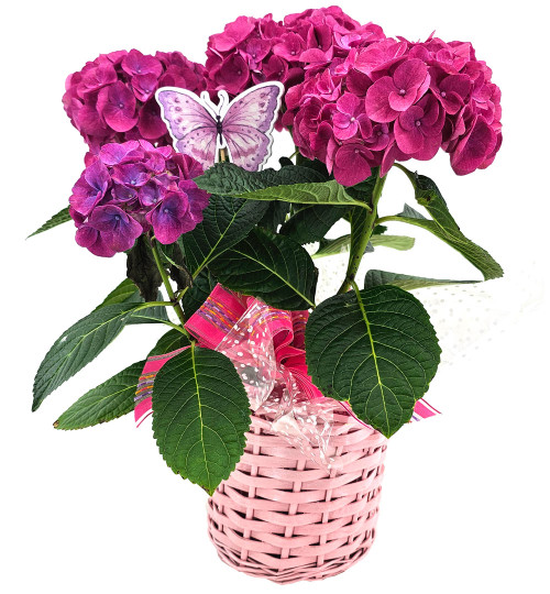 Blooming Hydrangea Plant