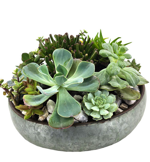 Succulent Planter - Large