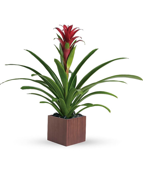 Bromeliad Beauty