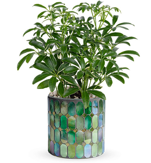 Leaves of Glass Planter