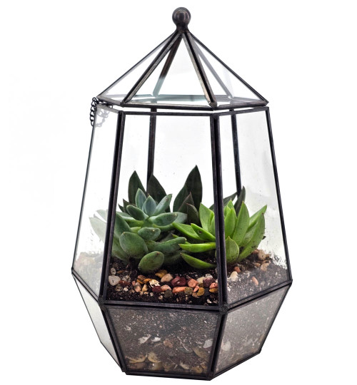 Glass Terrarium Atrium with Succulents